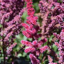 Attēlu rezultāti vaicājumam “Astilbe chinensis flower”