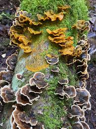 Attēlu rezultāti vaicājumam “Didymium spongiosum spores”