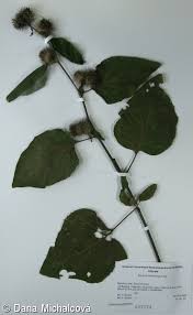 Attēlu rezultāti vaicājumam “Arctium nemorosum”