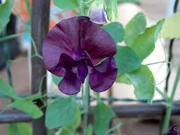 Image result for Lathyrus odoratus
