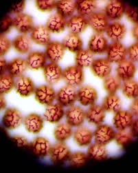 Attēlu rezultāti vaicājumam “Diachea muscorum young”