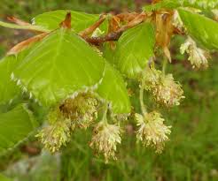 Attēlu rezultāti vaicājumam “Fagus sylvatica flower”