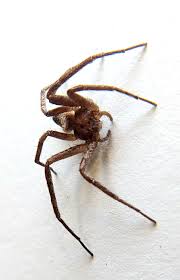 Attēlu rezultāti vaicājumam “Philodromus sp.”