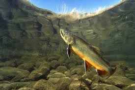 Image result for Salvelinus fontinalis