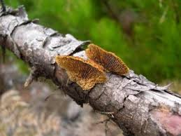 Attēlu rezultāti vaicājumam “Gloeophyllum trabeum”