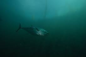Image result for Thunnus maccoyii