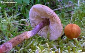 Attēlu rezultāti vaicājumam “Cystoderma amianthinum”