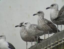 Image result for Larus cachinnans