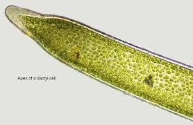Attēlu rezultāti vaicājumam “Chara filiformis”