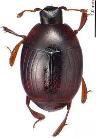 Attēlu rezultāti vaicājumam “Hypocaccus rugiceps”