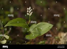 Attēlu rezultāti vaicājumam “Maianthemum bifolium bud”