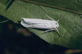 Attēlu rezultāti vaicājumam “Cribraria oregana”