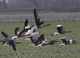 Image result for Anser caerulescens