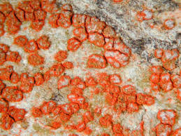 Attēlu rezultāti vaicājumam “Arthonia leucopellaea”