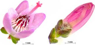Attēlu rezultāti vaicājumam “Calluna vulgaris bud”
