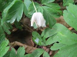 Image result for Buschwindröschen