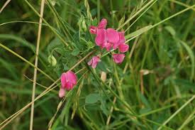Attēlu rezultāti vaicājumam “Lathyrus tuberosus flower”