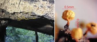 Attēlu rezultāti vaicājumam “Badhamia flavoglauca”