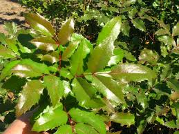 Attēlu rezultāti vaicājumam “Mahonia aquifolium”