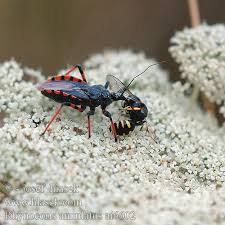 Attēlu rezultāti vaicājumam “Rhynocoris annulatus”