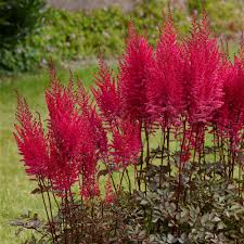 Attēlu rezultāti vaicājumam “Astilbe chinensis flower”