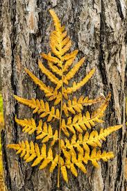 Attēlu rezultāti vaicājumam “Phegopteris connectilis”