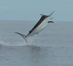 Image result for Istiompax indica