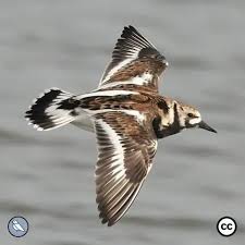 Attēlu rezultāti vaicājumam “Arenaria interpres adult”