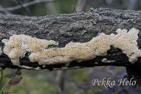 Attēlu rezultāti vaicājumam “Antrodia mellita”