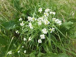 Attēlu rezultāti vaicājumam “Armoracia rusticana leaf”