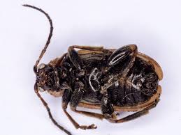 Attēlu rezultāti vaicājumam “Lochmaea caprea”