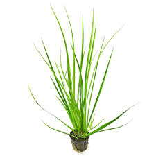 Attēlu rezultāti vaicājumam “Cychramus variegatus”