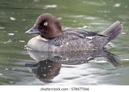 Attēlu rezultāti vaicājumam “Bucephala clangula”