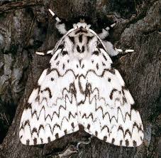 Attēlu rezultāti vaicājumam “Lymantria monacha imago”