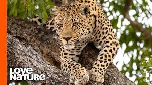 Attēlu rezultāti vaicājumam “Lycogala leopardinum young”