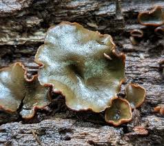 Attēlu rezultāti vaicājumam “Craterium sp.”