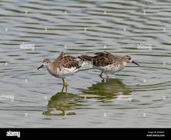 Image result for Calidris subminuta