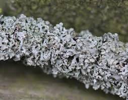 Attēlu rezultāti vaicājumam “Physcia tenella”