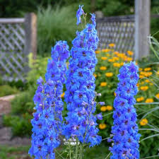 Attēlu rezultāti vaicājumam “Delphinium elatum  flower”