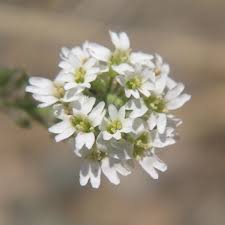 Attēlu rezultāti vaicājumam “Berteroa incana flower”