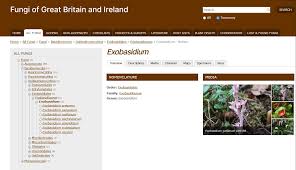 Attēlu rezultāti vaicājumam “Exobasidium splendidum”