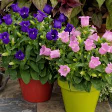 Image result for Campanula medium