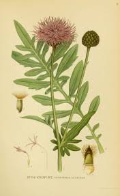 Image result for Flockenblume