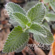 Attēlu rezultāti vaicājumam “Nepeta x faassenii leaf”