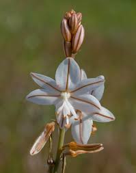 Image result for Asphodelus fistulosus