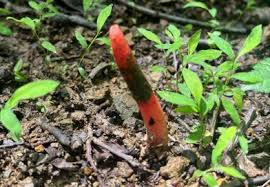Attēlu rezultāti vaicājumam “Pyrola rotundifolia fruit”