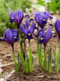 Attēlu rezultāti vaicājumam “Iris reticulata”