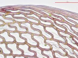 Attēlu rezultāti vaicājumam “Sphagnum russowii”
