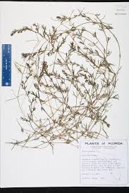 Attēlu rezultāti vaicājumam “Najas marina leaf”