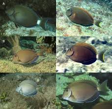 Image result for Acanthurus bahianus